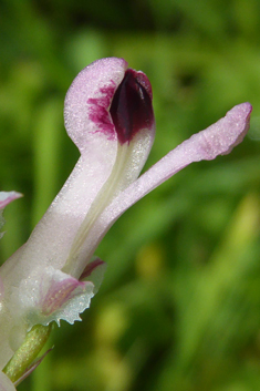 Western Ramping Fumitory