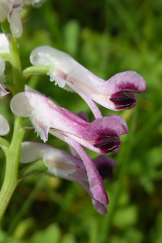 Western Ramping Fumitory