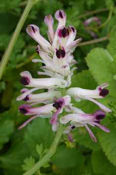 Western Ramping Fumitory