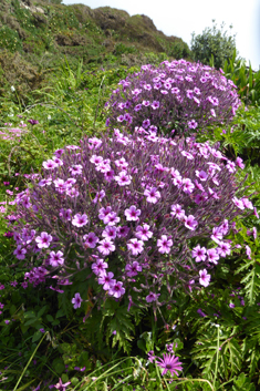 Giant Herb-Robert