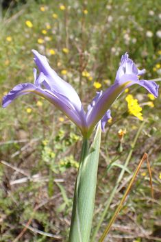 Spanish Iris