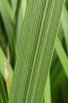 Greater Chilean-iris