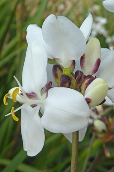 Greater Chilean-iris