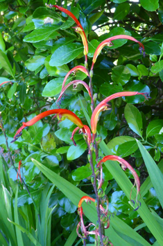 Bicoloured Cobra-lily