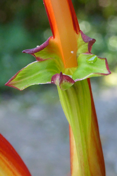 Bicoloured Cobra-lily