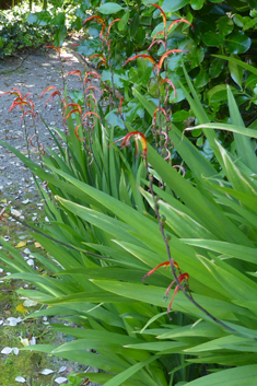 Bicoloured Cobra-lily