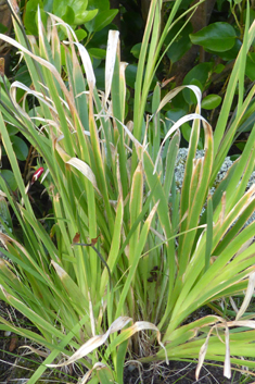 Plain Harlequinflower