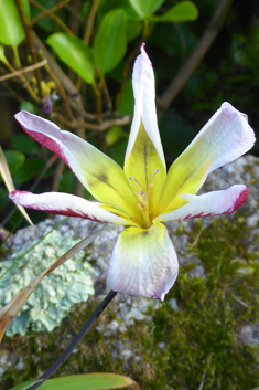 Plain Harlequinflower