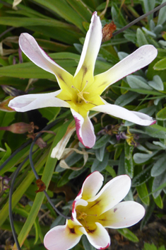 Plain Harlequinflower