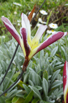 Plain Harlequinflower