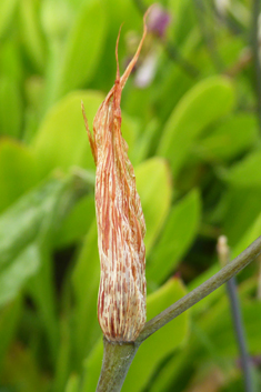 Plain Harlequinflower