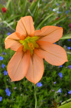 Tricolor Harlequinflower