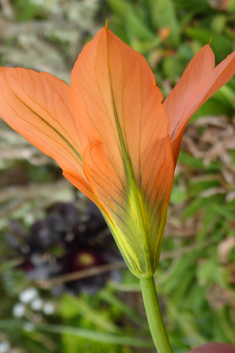 Tricolor Harlequinflower