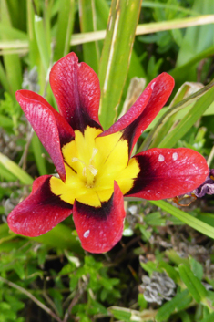 Tricolor Harlequinflower