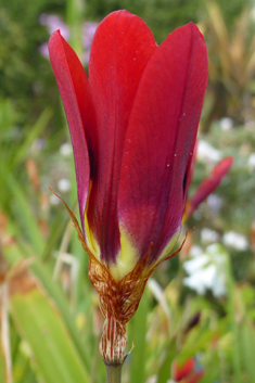 Tricolor Harlequinflower
