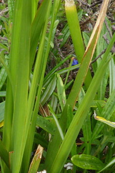 Tricolor Harlequinflower