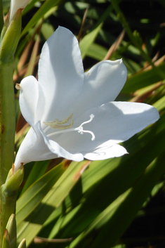 Cape Bugle-lily