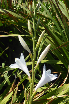 Cape Bugle-lily