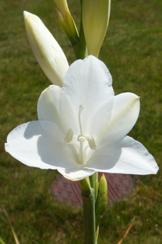 Cape Bugle-lily
