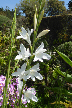 Cape Bugle-lily