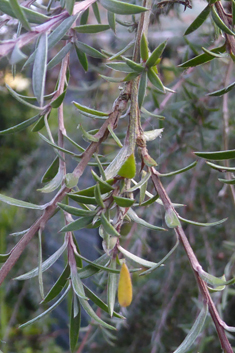 Broom Tea-tree