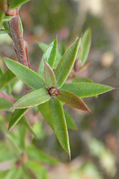 Broom Tea-tree