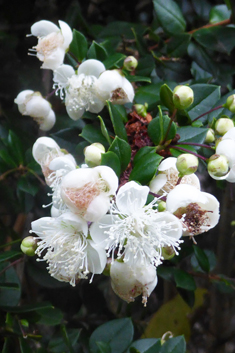 Chilean Myrtle