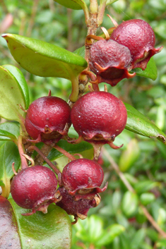 Chilean Guava