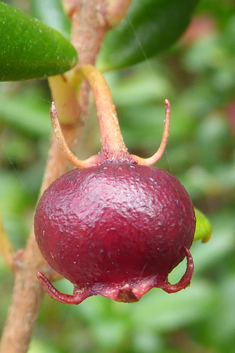 Chilean Guava