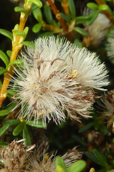 Coastal Daisy-bush