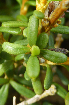 Coastal Daisy-bush