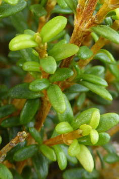Coastal Daisy-bush
