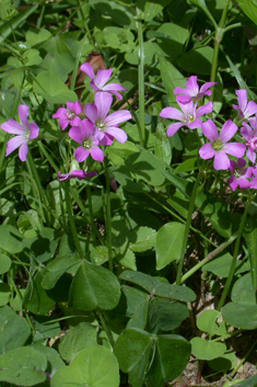 Large-flowered Pink-sorrel