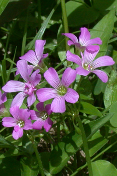 Large-flowered Pink-sorrel