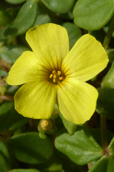 Fleshy Yellow-sorrel