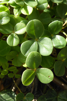 Fleshy Yellow-sorrel