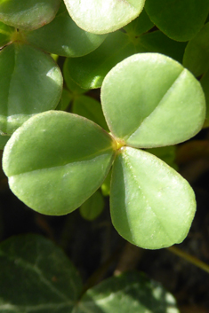 Fleshy Yellow-sorrel