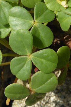 Fleshy Yellow-sorrel