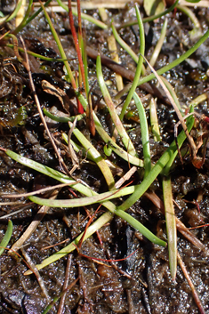 Shoreweed