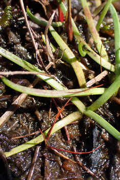 Shoreweed