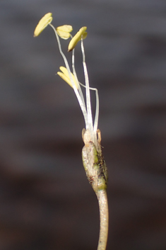 Shoreweed