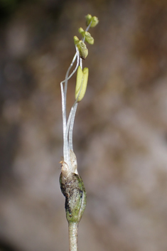 Shoreweed