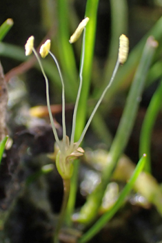 Shoreweed