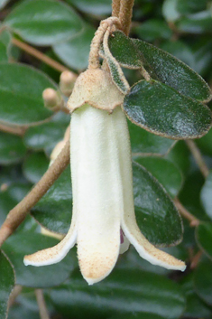 Tasmanian-fuchsia