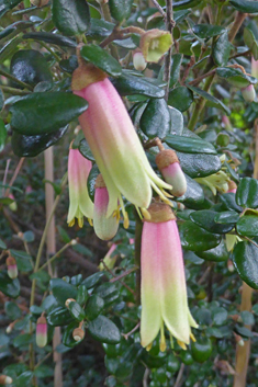 Tasmanian-fuchsia