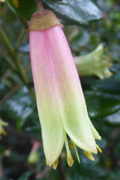 Tasmanian-fuchsia