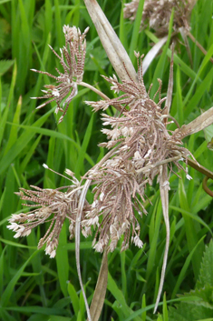 Giant Umbrella-sedge