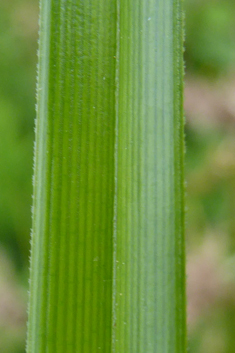 Giant Umbrella-sedge