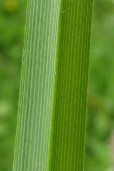 Giant Umbrella-sedge