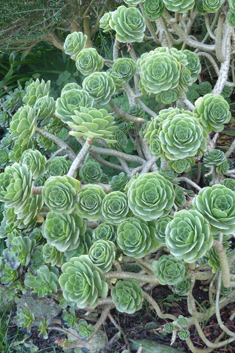 Balsam Aeonium